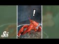 Understanding Lobster Pain Perception