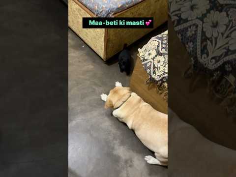Maa beti ka pyar ๐ || labra rubi || #shorts #youtubeshorts #labrador #dog #funny #cute #ytshorts