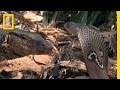 Cobra and Monitor Lizard Behavior