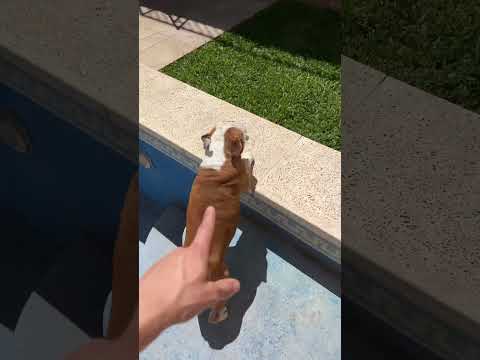 MI PERRO NO ABANDONA EL SOL☀️🥵