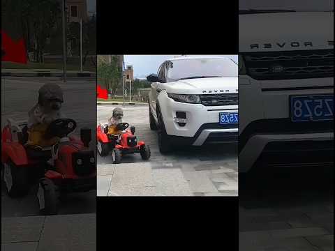 Honest Puppy Wins Hearts with Its Kindness ๐ถโค๏ธ