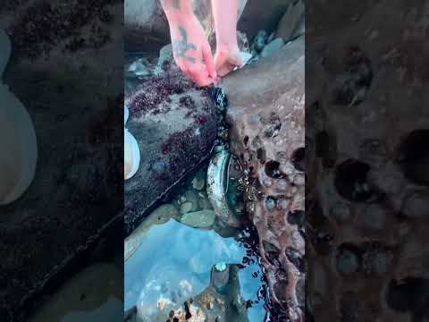 precious stones found in water #shortsvideo