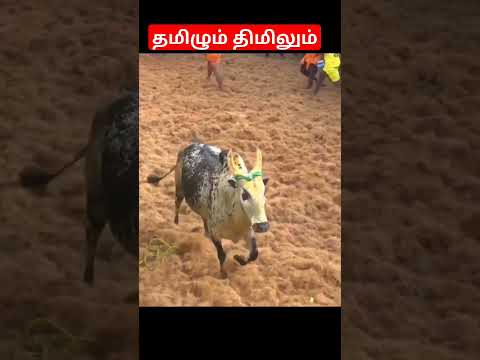 பட்டைய கிளப்பும் SI ராஜ்குமார் மாடு #வாடிவாசல் #ஜல்லிக்கட்டு