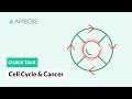Exploring the Cell Cycle and Cancer Development