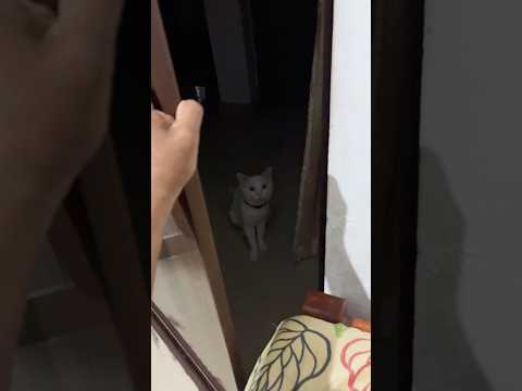 കുട്ടാപ്പി കുട്ടി ❤️🤗 #shortvideo