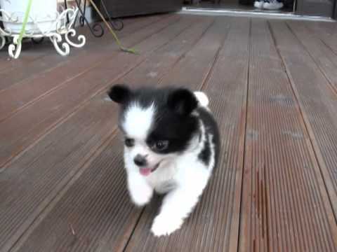 Teacup Long Haired Chihuahua For Sale / Long Haired Teacup Chihuahua ...