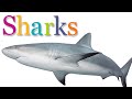 Exploring Sharks: A Read Aloud Adventure for Kids