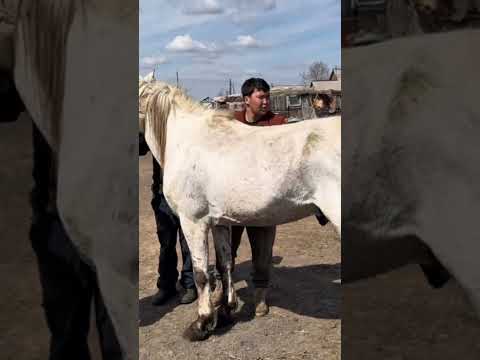 Смотрите полный ролик о смене жеребца.