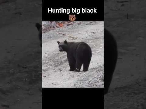 охота на большого черного медведя с идеальным выстрелом