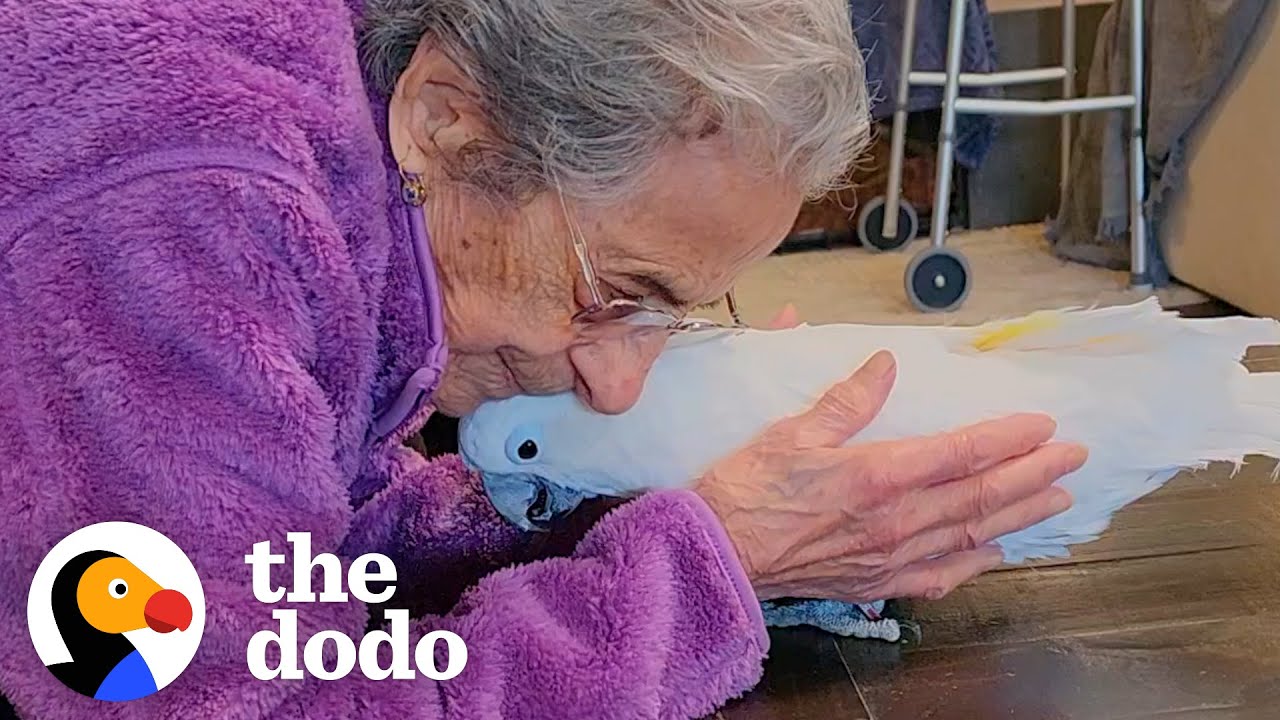 Cockatoo And 102-Year-Old Grandma Become Best Friends - The Dodo