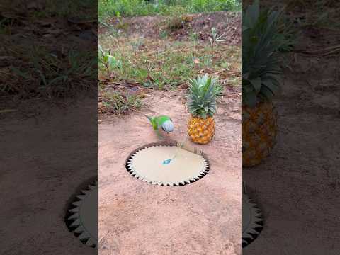 INNOVATIVE Parrot Trap Using Paper And Pineapple #shorts
