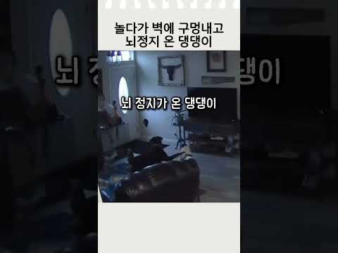 벽에 구멍내고 뇌정지 온 댕댕이 #반려견 #웃긴영상