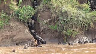 Went so fast | I spent One Minute Witnessing Wildebeest Crossing The Mara River #animaldocumentary