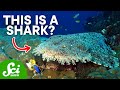 Shark Species and Adaptations