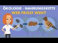 Nahrungskette und ihre Funktionen