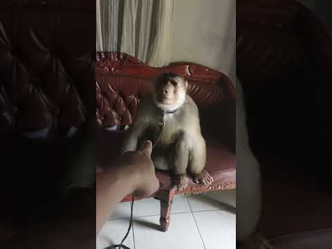 hari ini tema nya "ISENGIN BASTIAN"