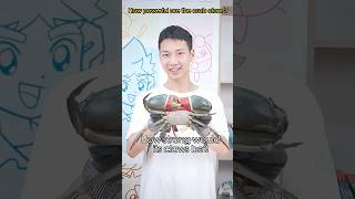 🦀️The Power of Crab Claws Is No Joke! If the Crab Is Such Huge, How Strong Would Its Claws Be❓