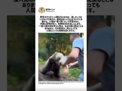 熊が人間の味を覚える瞬間