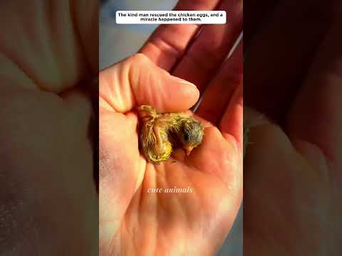 A miracle happened with the lucky chicken eggs, and here's the ending. #cuteanimals #chicken #love