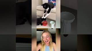 Katzen vs Wasser