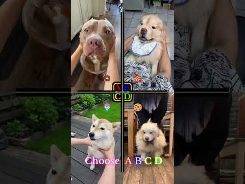 Cute Dogs | Banethebully vs shibster_doge vs Greenkungz vs alan_tikky_baby #shorts #dogs #cutedogs