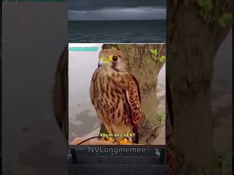 Cuộc Trò Chuyện Bí Ẩn:))🤫#memes #meme