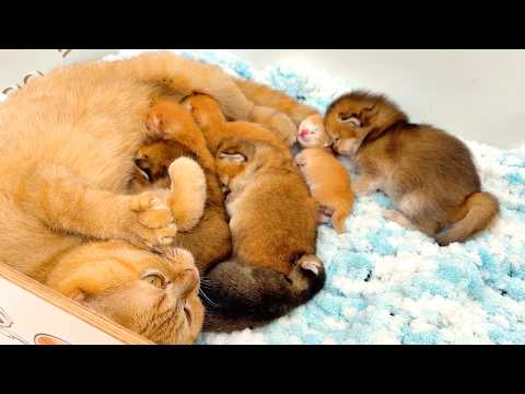 Momma cat has enough milk for all kittens. A big, friendly cat family