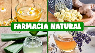 Plantas para Convertir tu Hogar en una Farmacia Natural