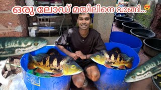 മയിൽ മീനുകളുടെ ചാകര...🦚😍 | peacock bass | malabar snake head | monster fishes for sale