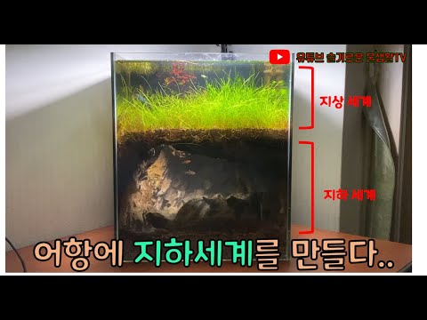 이런 어항 본적있으세요? 어항에 지하세계와 동굴을 만든 레이아웃 천재를 소개합니다.