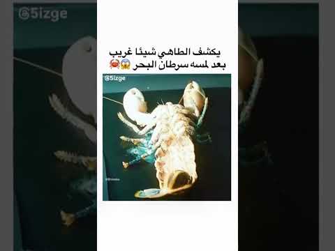 سرطان البحر فيه شيء غريب 😱🥵 #movie #بوليود_بالعربي #اكسبلور #film