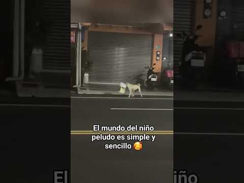 La felicidad está en cualquier momento 🐶❤️ #viralvideo #cute #perros #dog