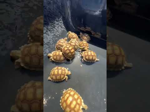 Baby tortoise routine 🐢☀️