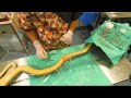 Wildlife Rehabilitation and Animal Behavior