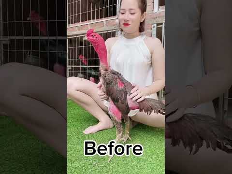 After 20 minutes #aseelmurga #aseelmurgafarm #chickenbreeds #chicken #myfarmupdateaseel #chickentype