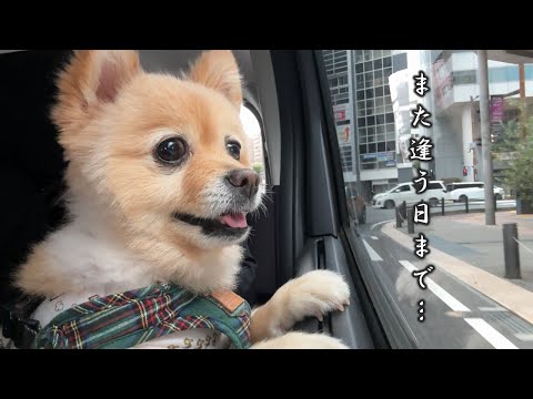 実家を離れるのが寂しくて愛犬がこうなりました…