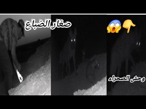 الأول مره في العراق توثيق حيوان الضبع في صحرأ السماوه 2025/6/13