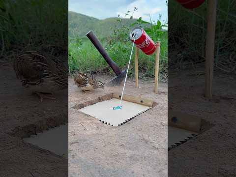 Creative Quick Technique Quail Trap #shorts