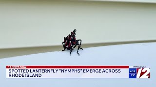 YouTube video thumbnail: Spotted Lanternfly "Nymphs" Emerge Across RI
