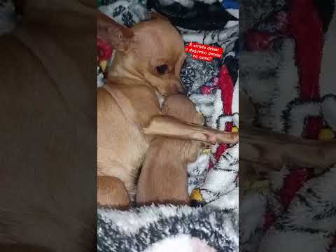 É errado deixar o doguinho dormir na cama? #dog #pets #cute #janeladoriso #caramelo