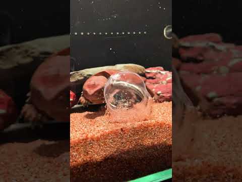 Tortoise see fish in the glass