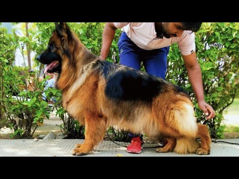 Low price ma German shepherd ke female #trending #germanshepheard @Ankit.dog.kennel 