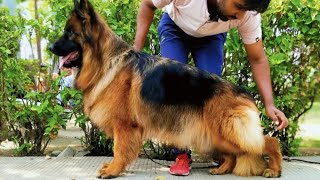Low price ma German shepherd ke female #trending #germanshepheard @Ankit.dog.kennel 