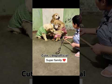 nice family ๐ #funny #comedyvideos #rockythecutie #rockydog #comedyshorts #viralvideo #doglover