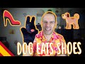 Dog's Adventures with Shoes