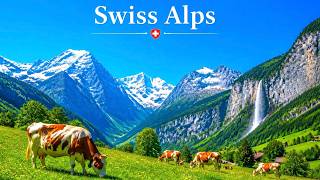 Switzerland Alps Walking with Cows, Switzerland Walking Tour 🇨🇭