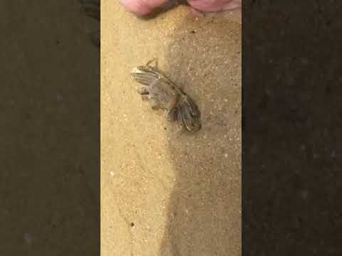 Catching A Baby Crab On The Beach, Fishing Kambo #short