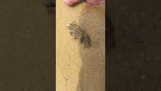 Catching A Baby Crab On The Beach, Fishing Kambo #short