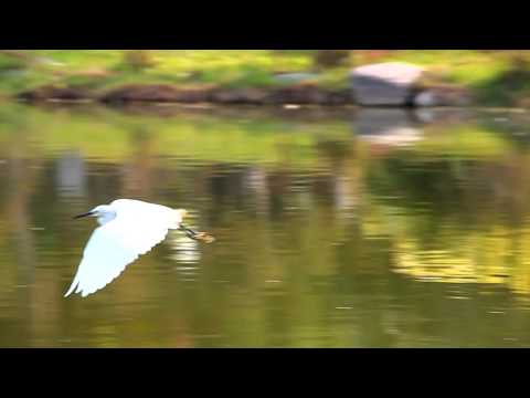 紅冠水雞與鷺鷥飛翔 - YouTube(2分01秒)