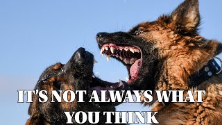 DOGS AND THEIR DIFFERENT FIGHTS – HOW TO DIFFERENTIATE THEM